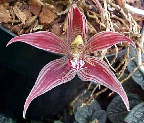 Paphinia cristata